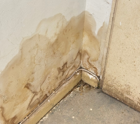 woodworm specialist