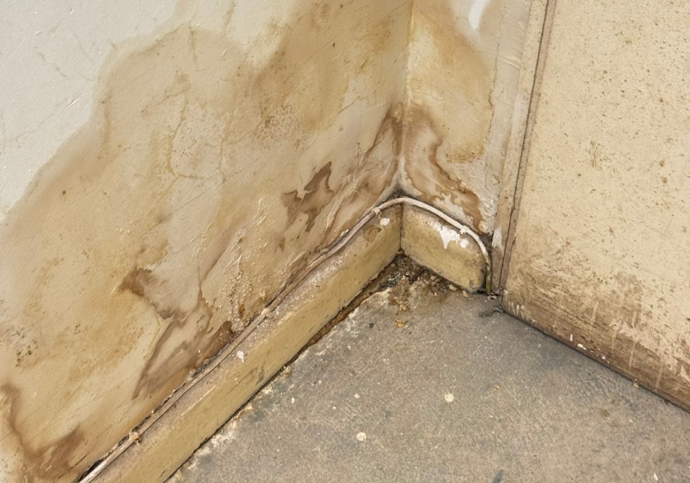 what are the first signs of rising damp?