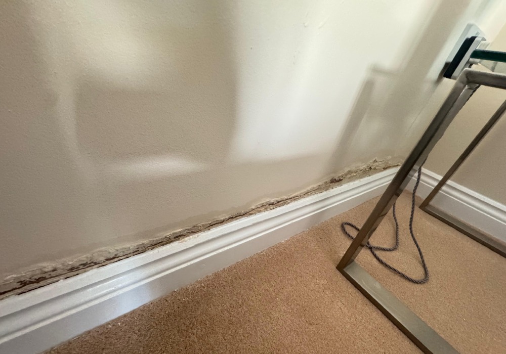 damp company Totton
