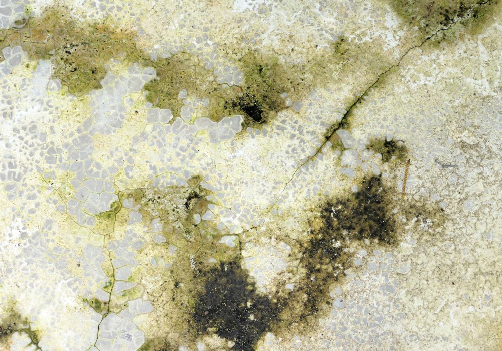 What are the 10 warning signs of mould toxicity?