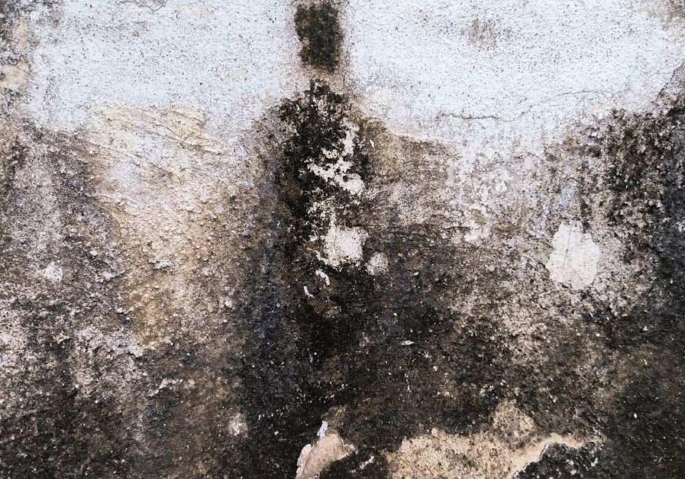 What is often mistaken for black mould?
