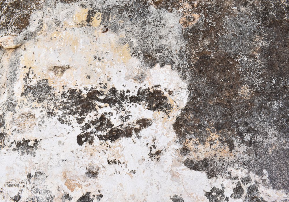 What kills black mould instantly?