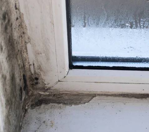 damp company poole